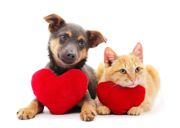 Thank_You_Cat_Dog_Heart